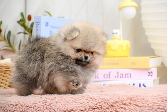 pomeranian boo - 2