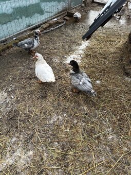 Kachna pižmová - 2