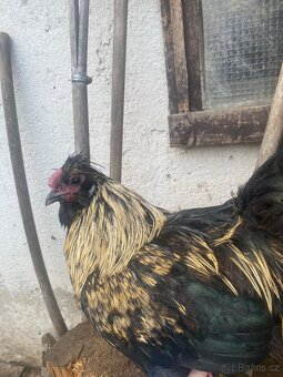 Prodam kohouta - 2