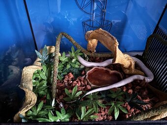 Užovka červená ( snow) s teráriem - 2