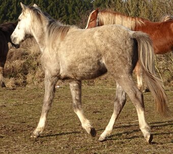 Prodám hřebce welsh pony, sekce B. - 2