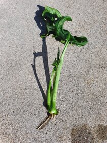 Monstera Adansonii / Monkey mask řízek - 2