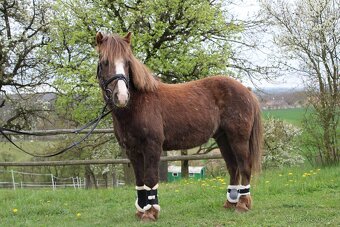 Hodný Pony valach - 2