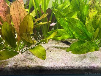 Akvarko rybicky skříň - 2