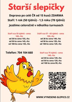 Hendrix, slepice - 2