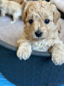 Maltipoo  F 1 - 2