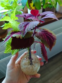 Africká kopřiva, Coleus - 2