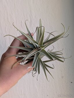 Tilandsie, Tillandsia - 2