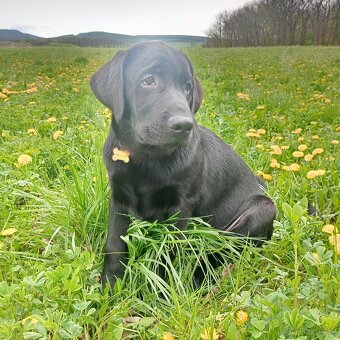 Labrador 🐾 - 2