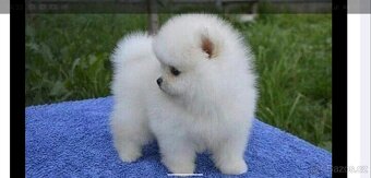 Pomeranian - 2