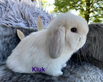 ❤️⭐️Minilop Kralicek Beránek miminka - 2