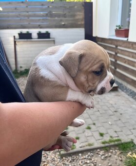 Štěně American Bully - 2