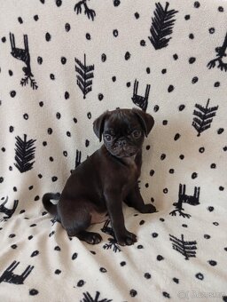 Mops - 2