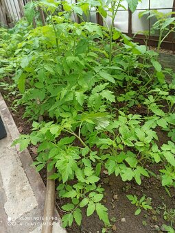 Rajcata - 2