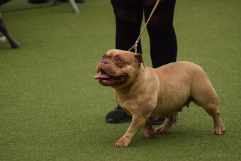 American bully exotic -- hledáme nový dmov - 2