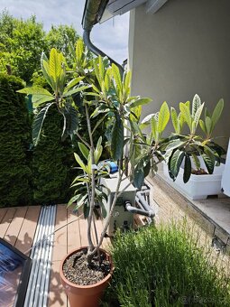 Mispule Japonska - Eriobotrya japonica - Lokvat - 2