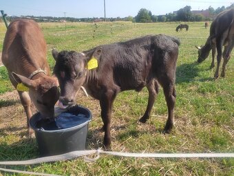 Ochočená alovička 50%Wagyu,50% Jersey - 2