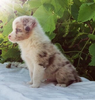 Border kolie , Collie , kolia - 2
