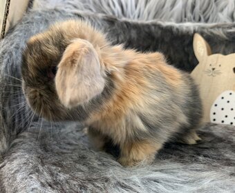 ❤️❤️Minilop Beránek Kralicek k rezervaci - 2