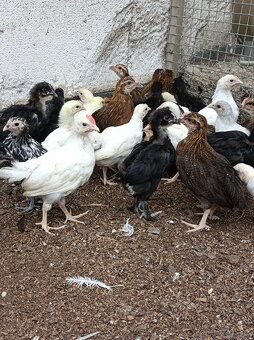Leghorn,Vlaška koroptví a Australka velká - 2