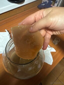 Kombucha scoby - 2