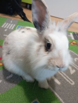 Zakrslý králík, králíček Lion head Žofinka - 2