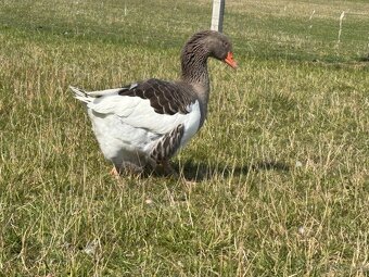 Husa pomořanská - 2