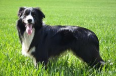 Krytí chovným psem plemene border kolie - 2