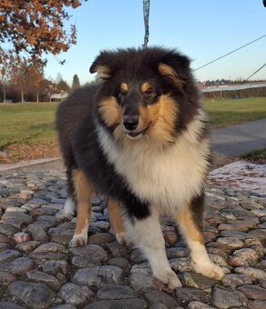 dlouhosrsté kolie s PP - Poslední volný pejsek - 2