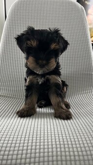 Biewer jorkširský teriér - 2