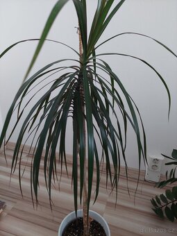 Dracena - 2