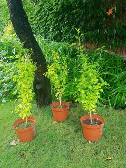 Ibišek, Ibišek syrský, stromky, keře - 2