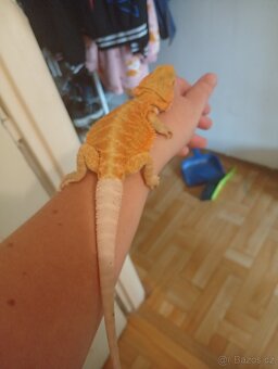 Prodám terárium+agamy vousate - 2