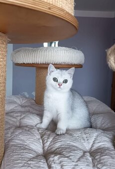 Koťátka britské kočičky s PP - 2