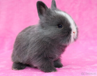 Zakrslý krátkouchý modrooký lvíček sameček - 2