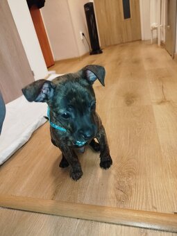 Štěně 9 týdnů - 2