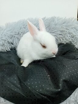 Zakrslý králíček I4 - 2