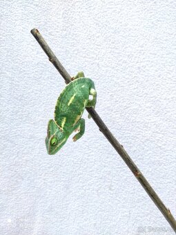 chameleon jemenský, terárium - 2
