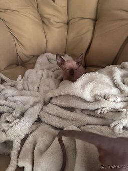 Kanadský sphynx hledá domov 💗 - 2