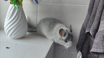 Činčila samec angora - 2