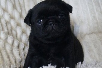Mops, štěně na prodej - 2