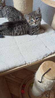 Britská koťátka whiskas s PP - 2