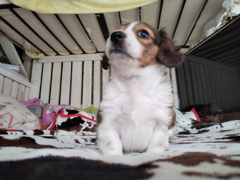 Jezevčík dlouhosrstý červený piebald - 2
