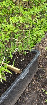 Bambusy phyllostachys aureosulcata spectabilis nebo bisseti - 2