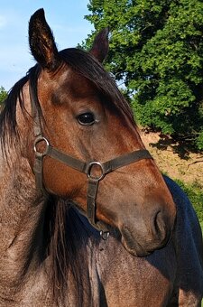 Paint horse - 2