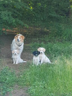 stene krizenec mix borderkolie,samojed,ohar - 2