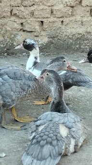 🦆 kachny na prodej 🦆 - 2