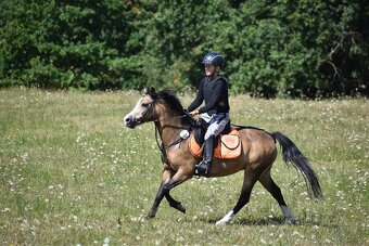 Kobyla Welsh mountain pony - 2
