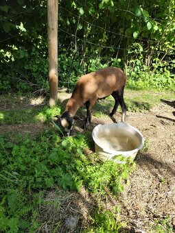 Kamerunský beran - 2