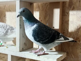 Poštovní holub standart - 2